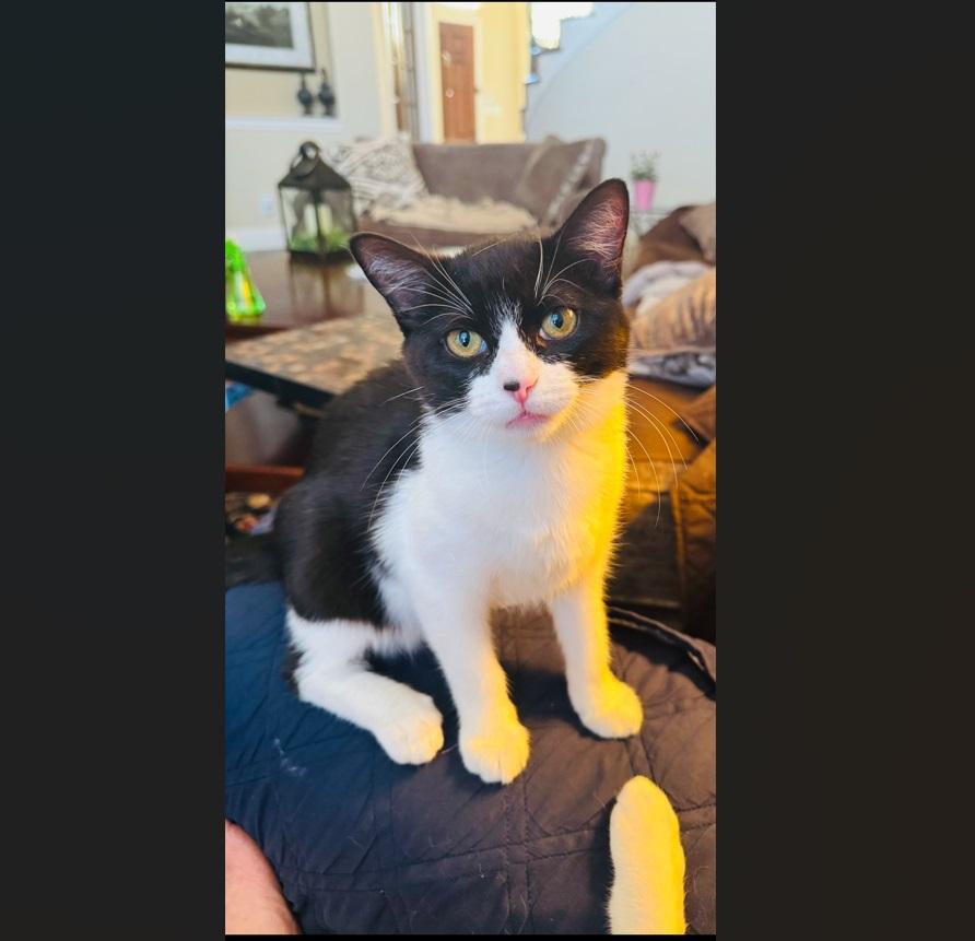 Enlarge Whisper (this is an oddball!), a Adoptable Tuxedo in Allen, TX image 6/6