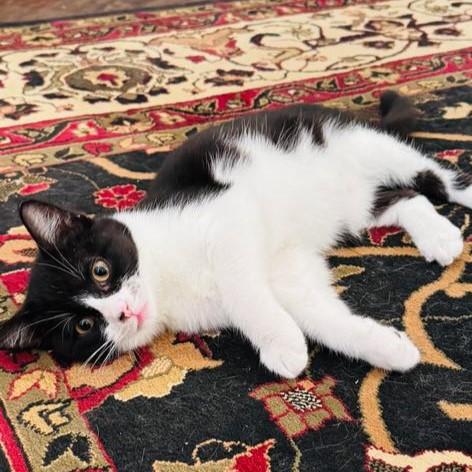 Enlarge Whisper (this is an oddball!), a Adoptable Tuxedo in Allen, TX image 4/6
