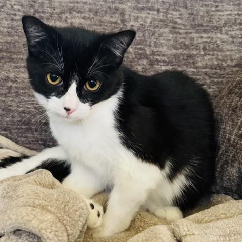 Enlarge Whisper (this is an oddball!), a Adoptable Tuxedo in Allen, TX image 2/6