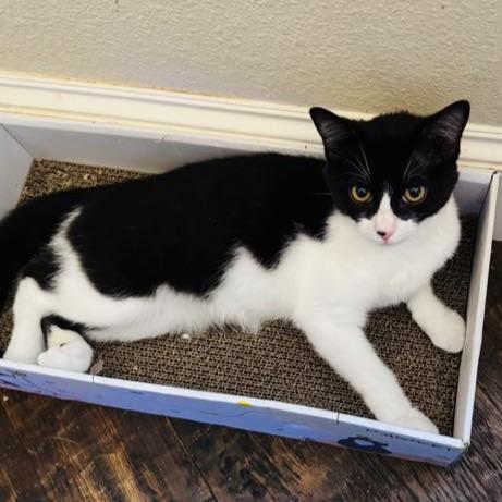 Enlarge Whisper (this is an oddball!), a Adoptable Tuxedo in Allen, TX image 3/6