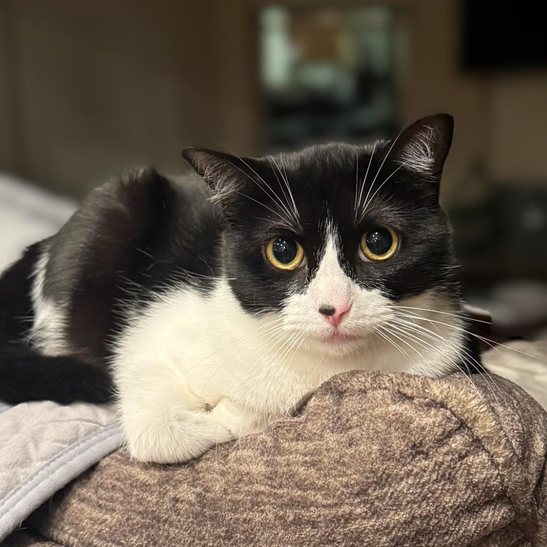Whisper (this is an oddball!), Adoptable, Young Female Tuxedo.