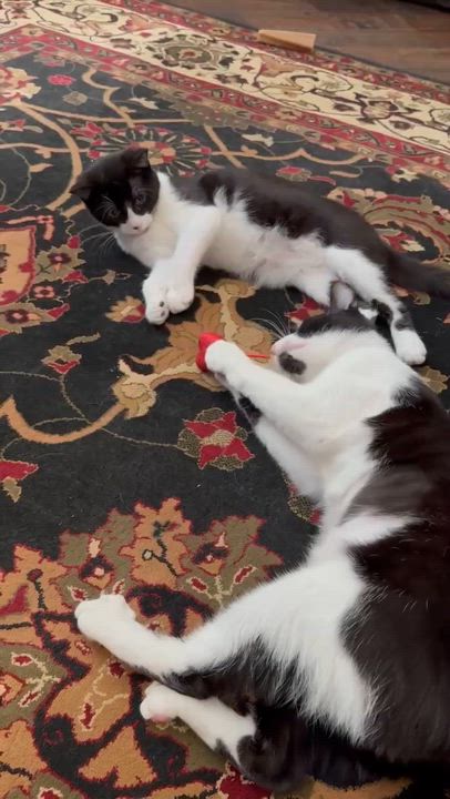 Enlarge Whisper (this is an oddball!), a Adoptable Tuxedo in Allen, TX video 5/6