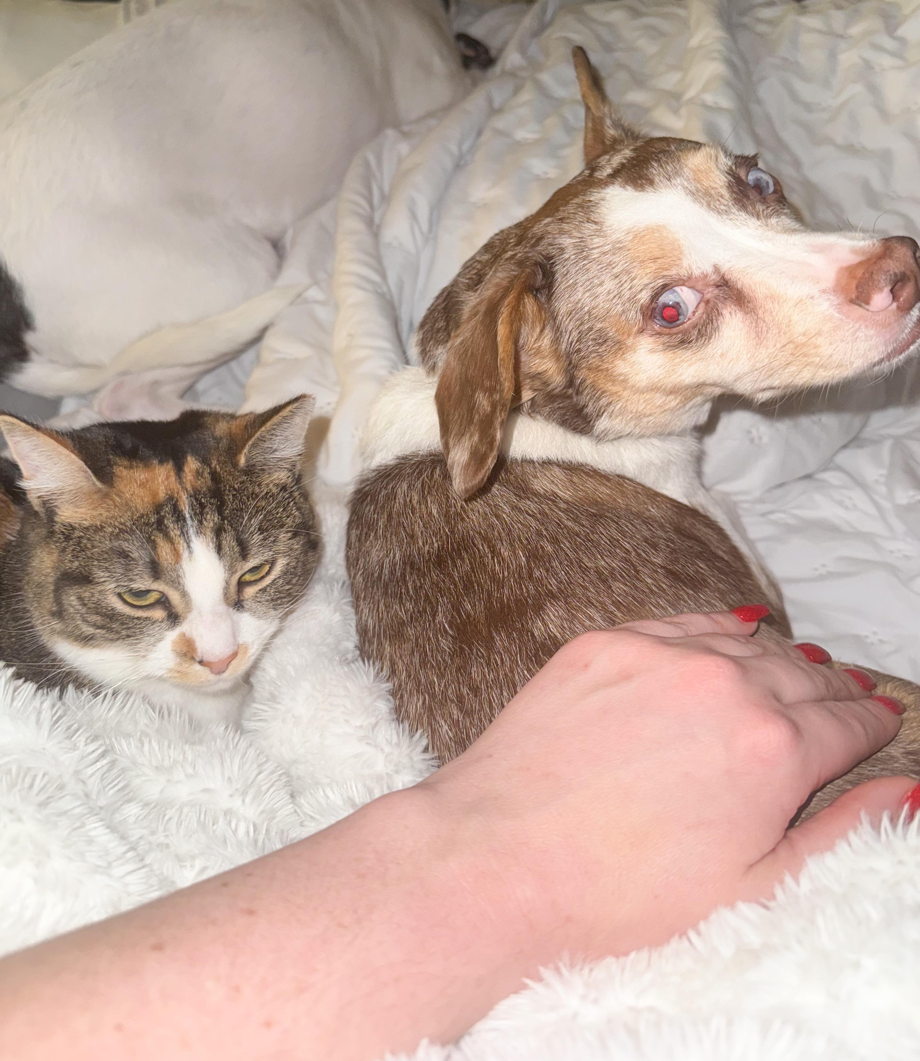 Enlarge Indira, a ADOPTABLE mixed breed in Providence Forge, VA image 5/5