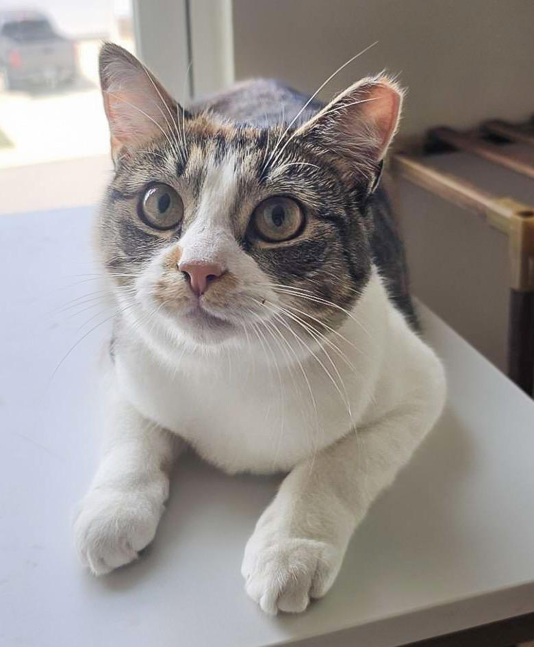 Indira, ADOPTABLE, Young Female Dilute Calico & Domestic Short Hair.