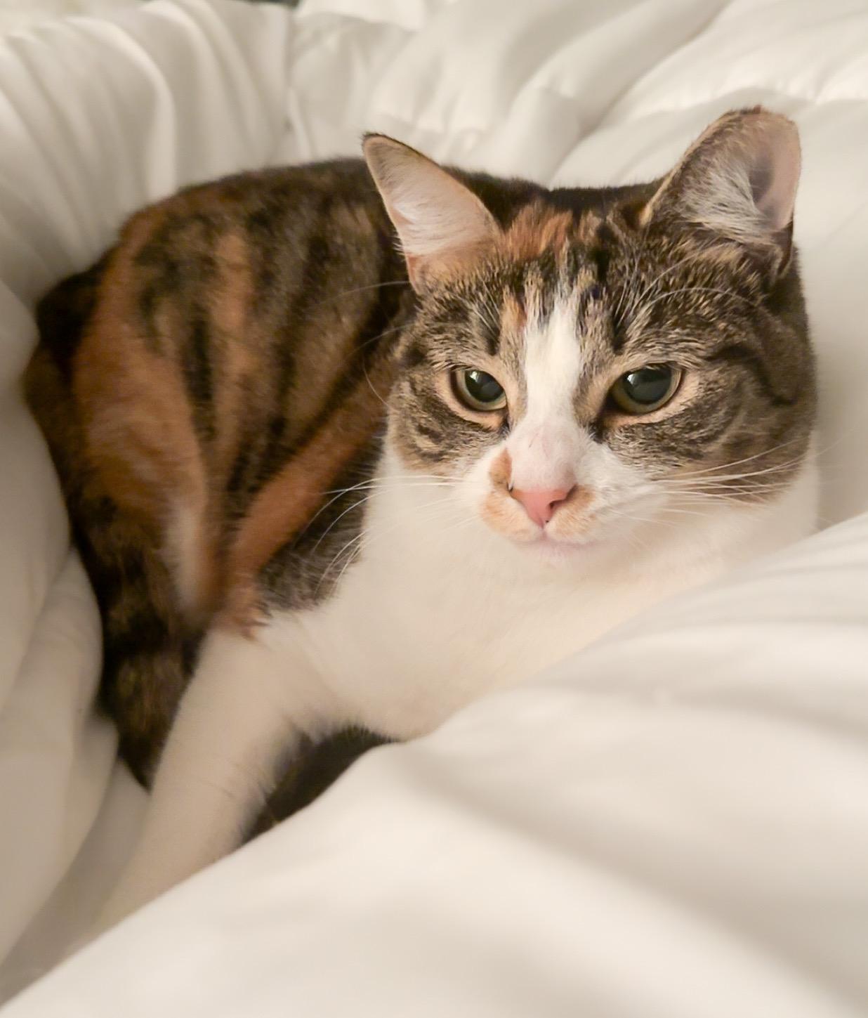 Indira — thumbnail 3