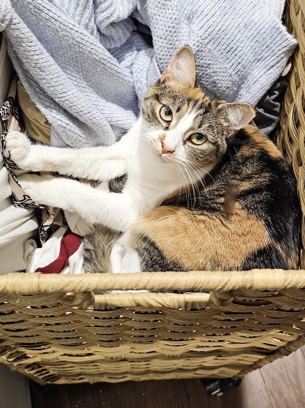 Enlarge Indira, a ADOPTABLE mixed breed in Providence Forge, VA image 3/5