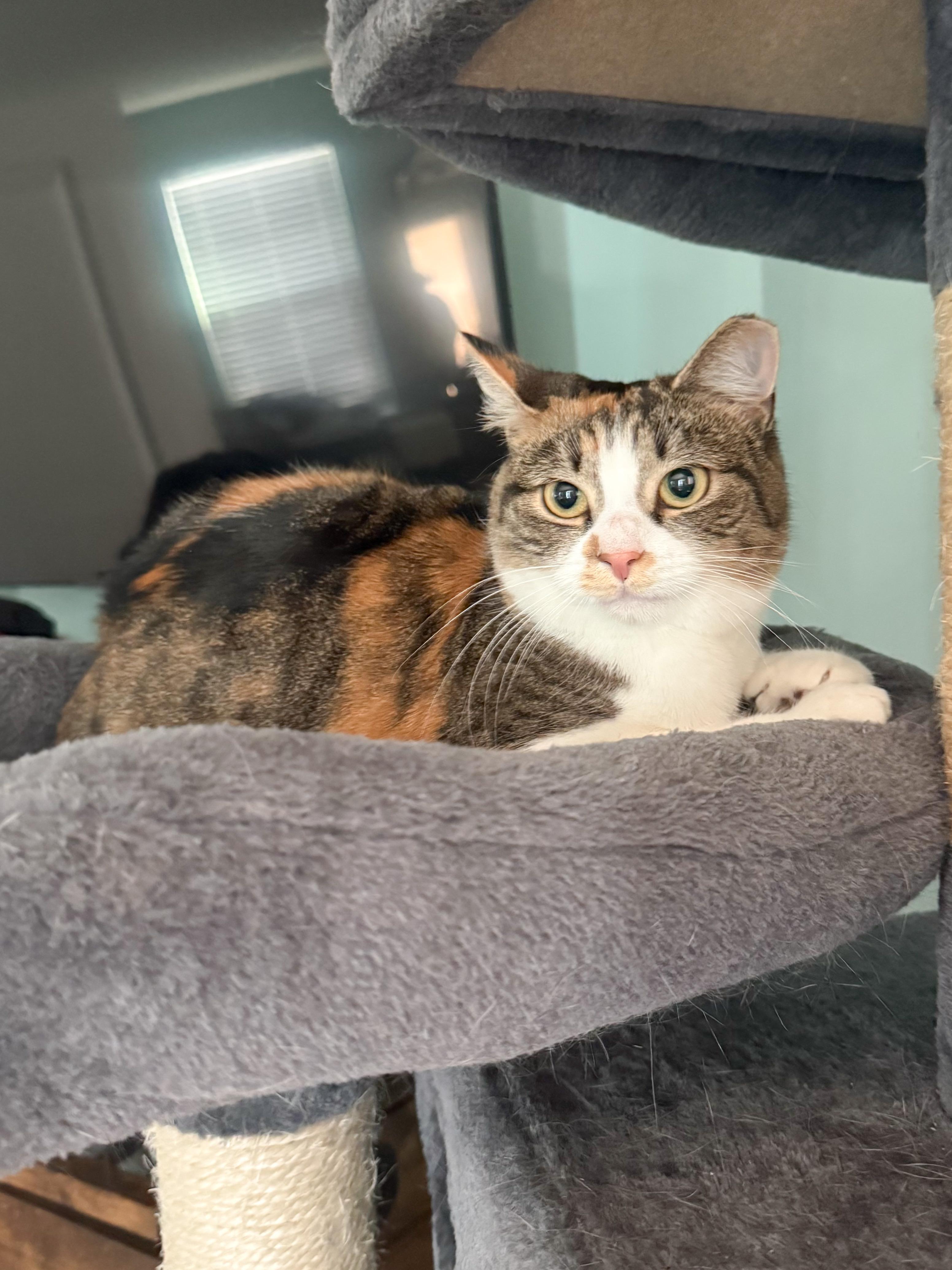 Enlarge Indira, a ADOPTABLE mixed breed in Providence Forge, VA image 4/5