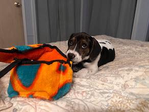 Enlarge Skippy, a Adoptable Hound in Colonial Heights, VA image 1/2