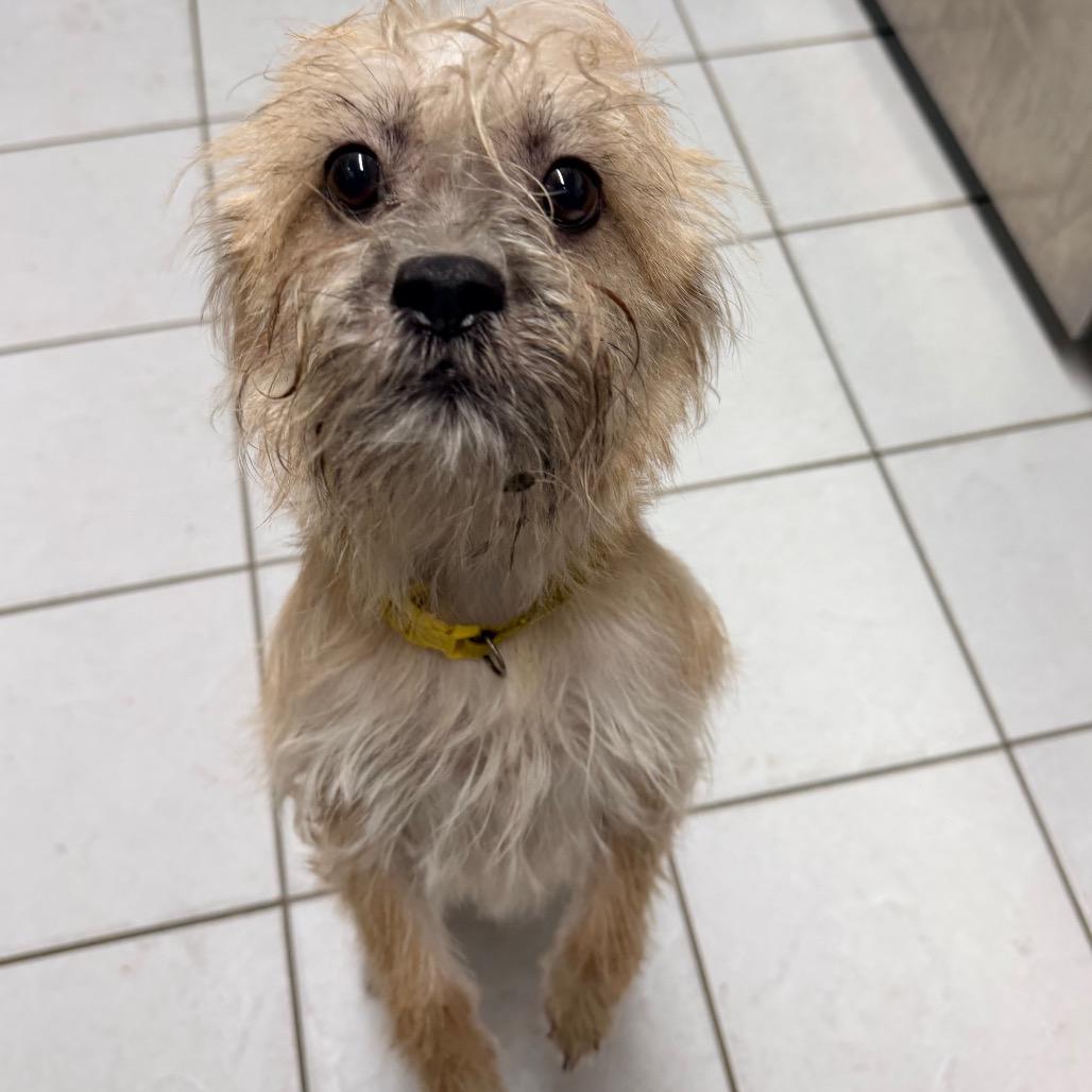 Nova, Adoptable, Puppy Female Wirehaired Terrier.