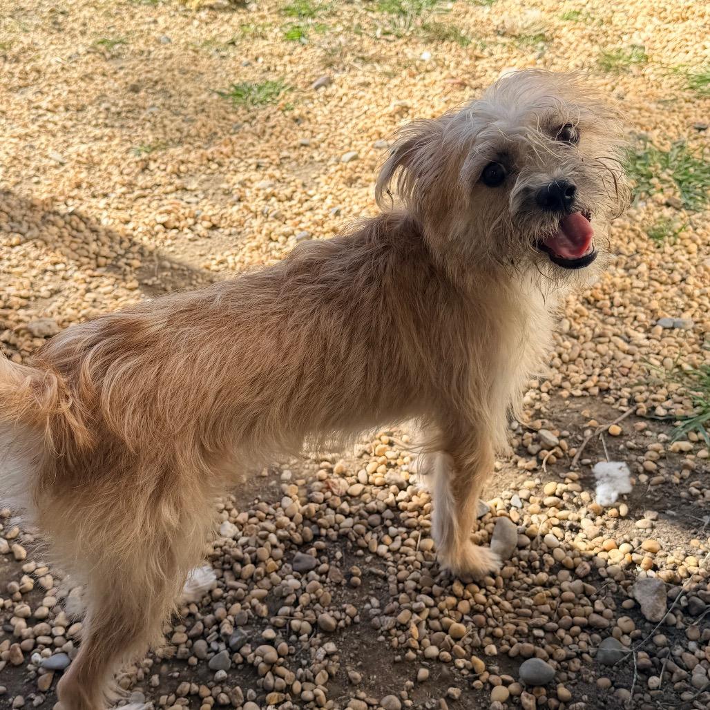 Enlarge Nova, a Adoptable Wirehaired Terrier in Newark, NJ image 2/3