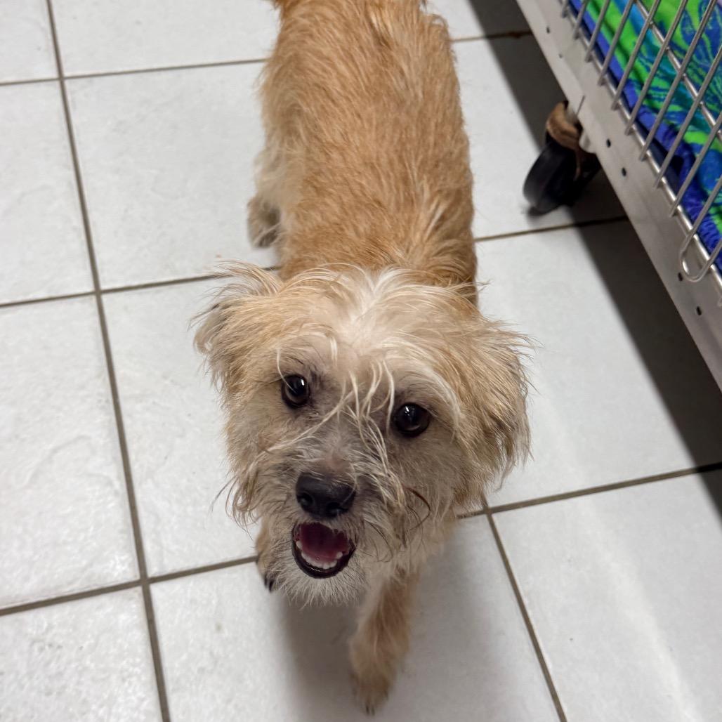 Enlarge Nova, a Adoptable Wirehaired Terrier in Newark, NJ image 3/3
