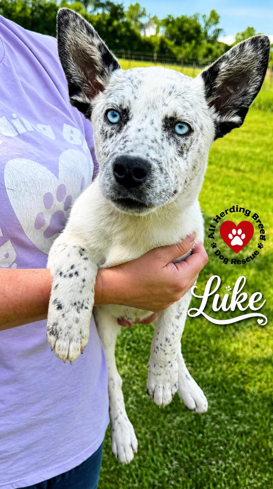 Enlarge Luke, an adopted mixed breed in Joliet, IL image 2/2