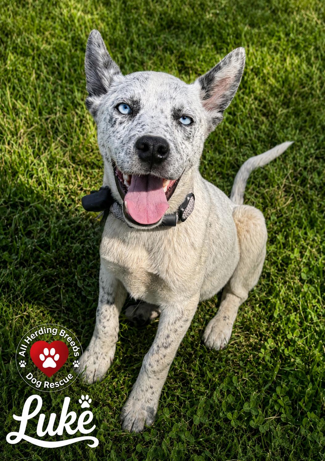 Luke, adopted, Puppy Male Cattle Dog.