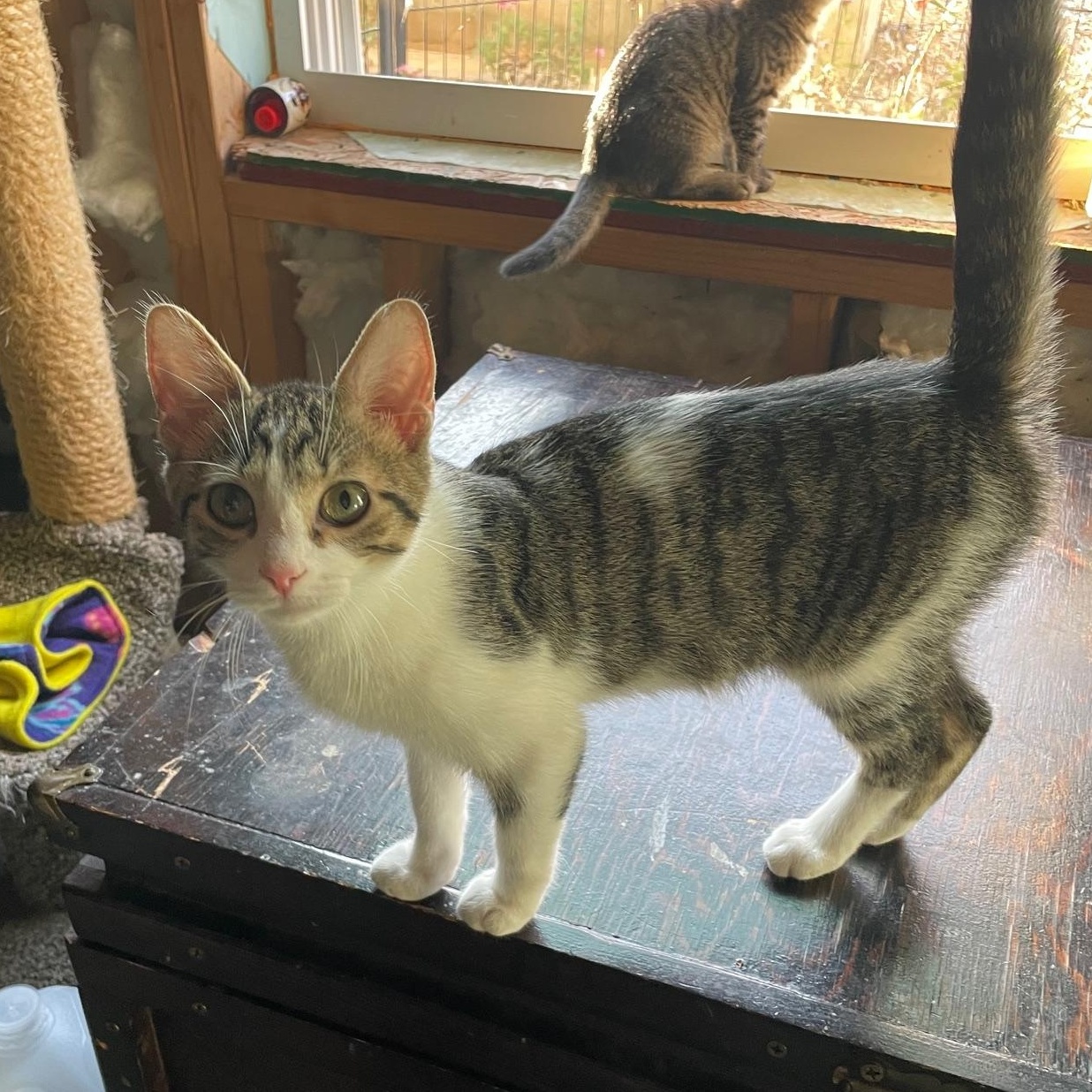 Peanut, a Adopted Domestic Short Hair in Munfordville, KY image 2/3