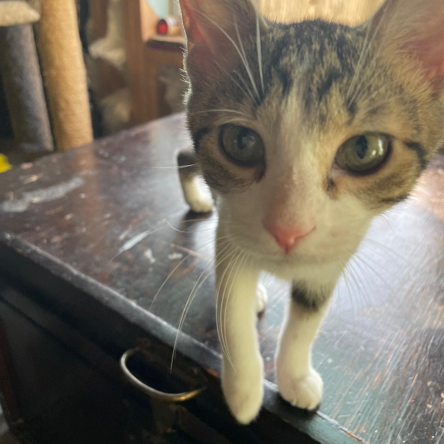 Peanut, a Adopted Domestic Short Hair in Munfordville, KY image 3/3