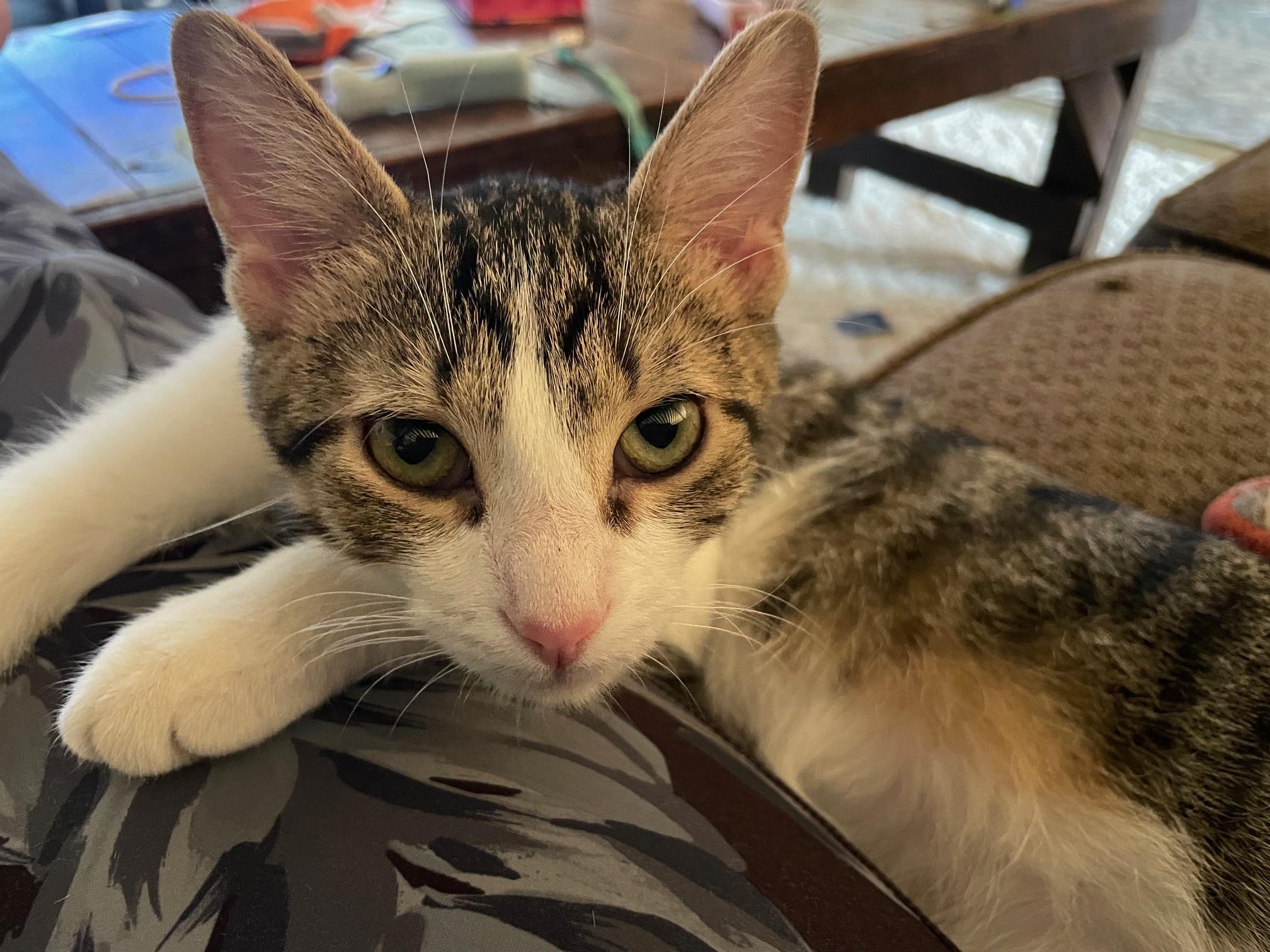 Peanut, Adopted, Kitten Male Domestic Short Hair.