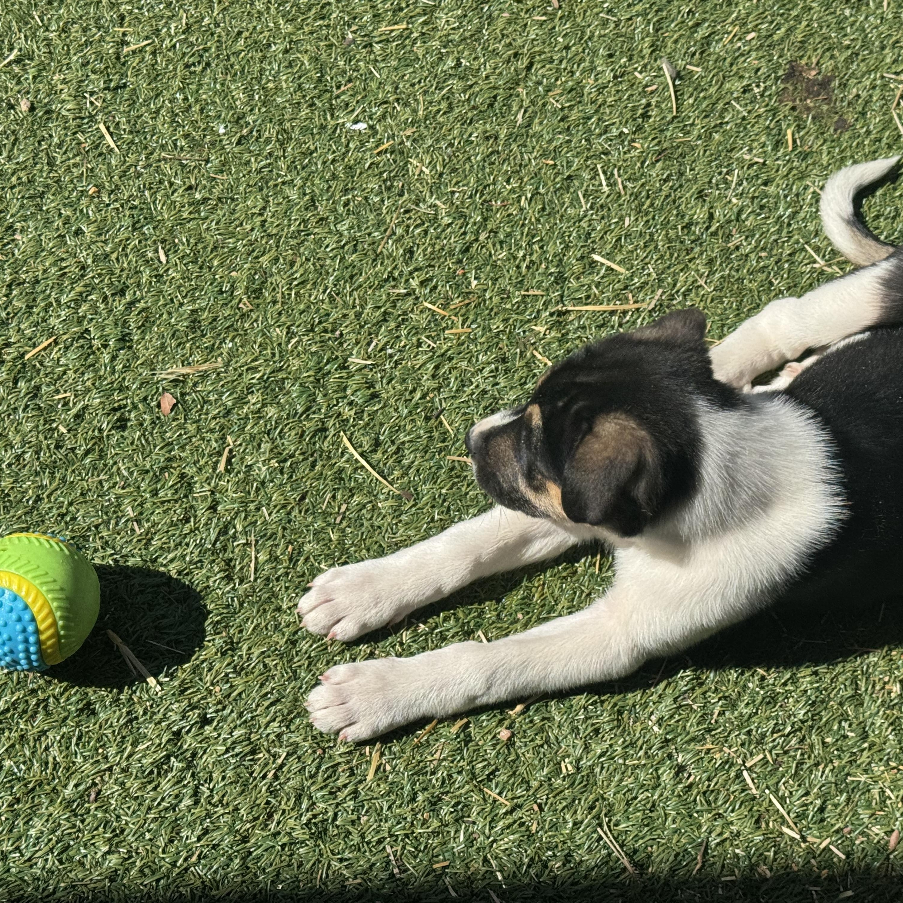 Ava , a ADOPTABLE mixed breed in Denver, CO image 6/6