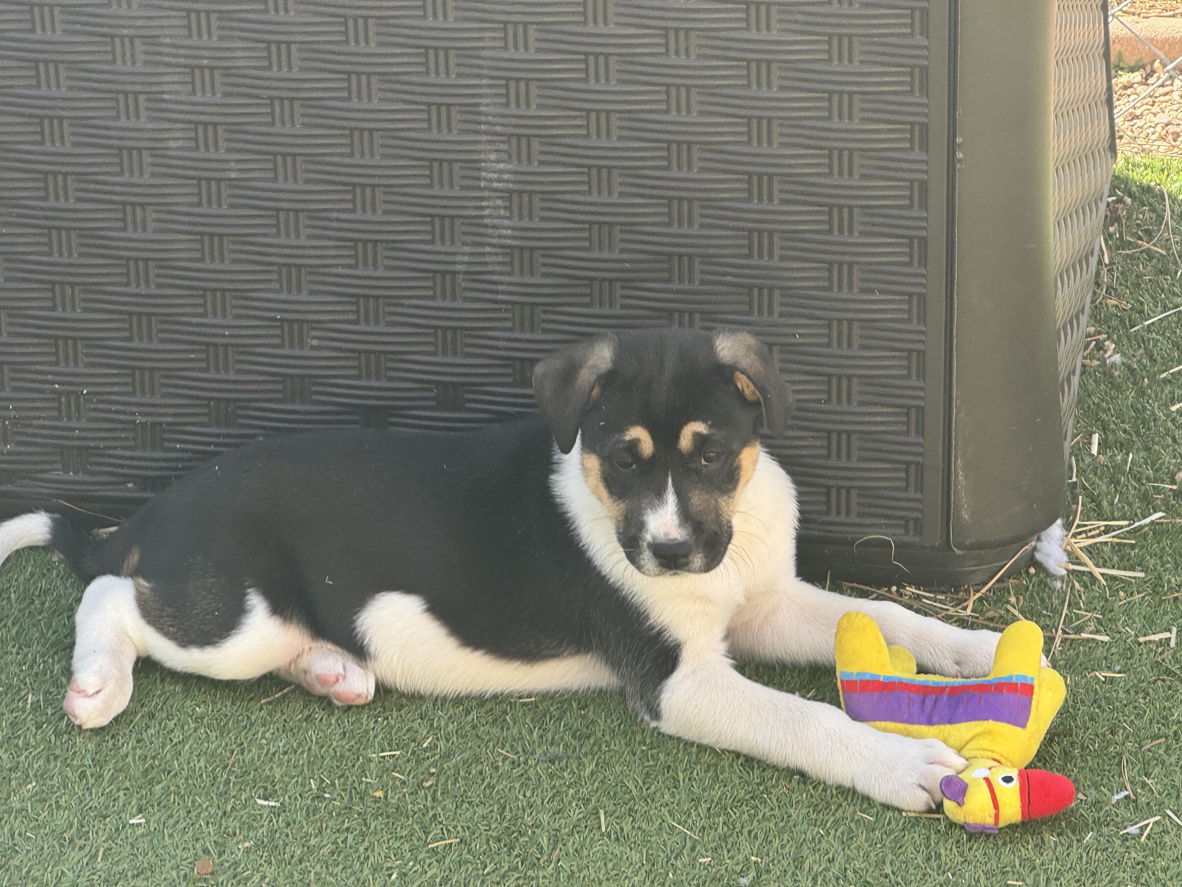 Ava , a ADOPTABLE mixed breed in Denver, CO image 3/6