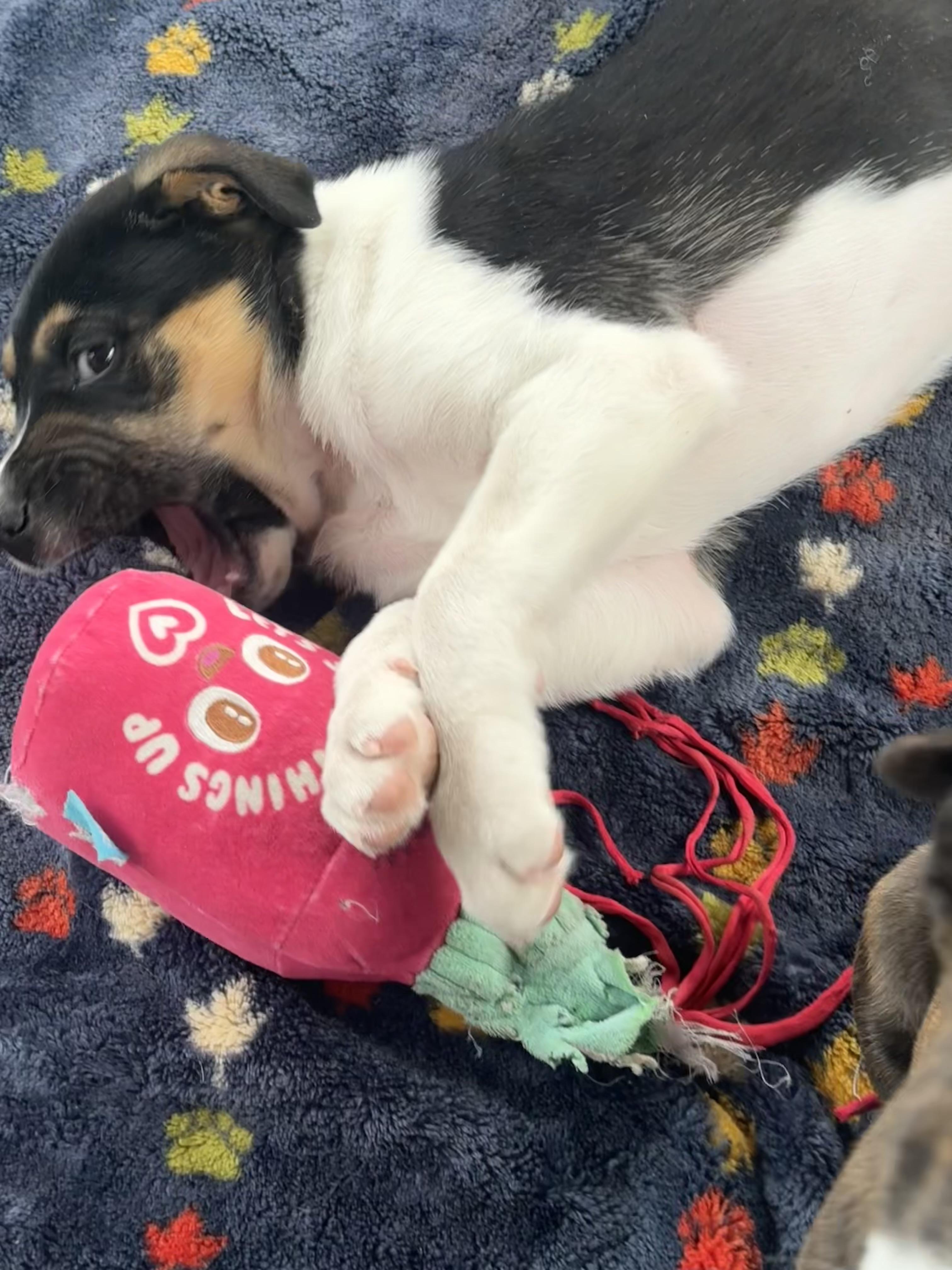 Ava , a ADOPTABLE mixed breed in Denver, CO image 5/6