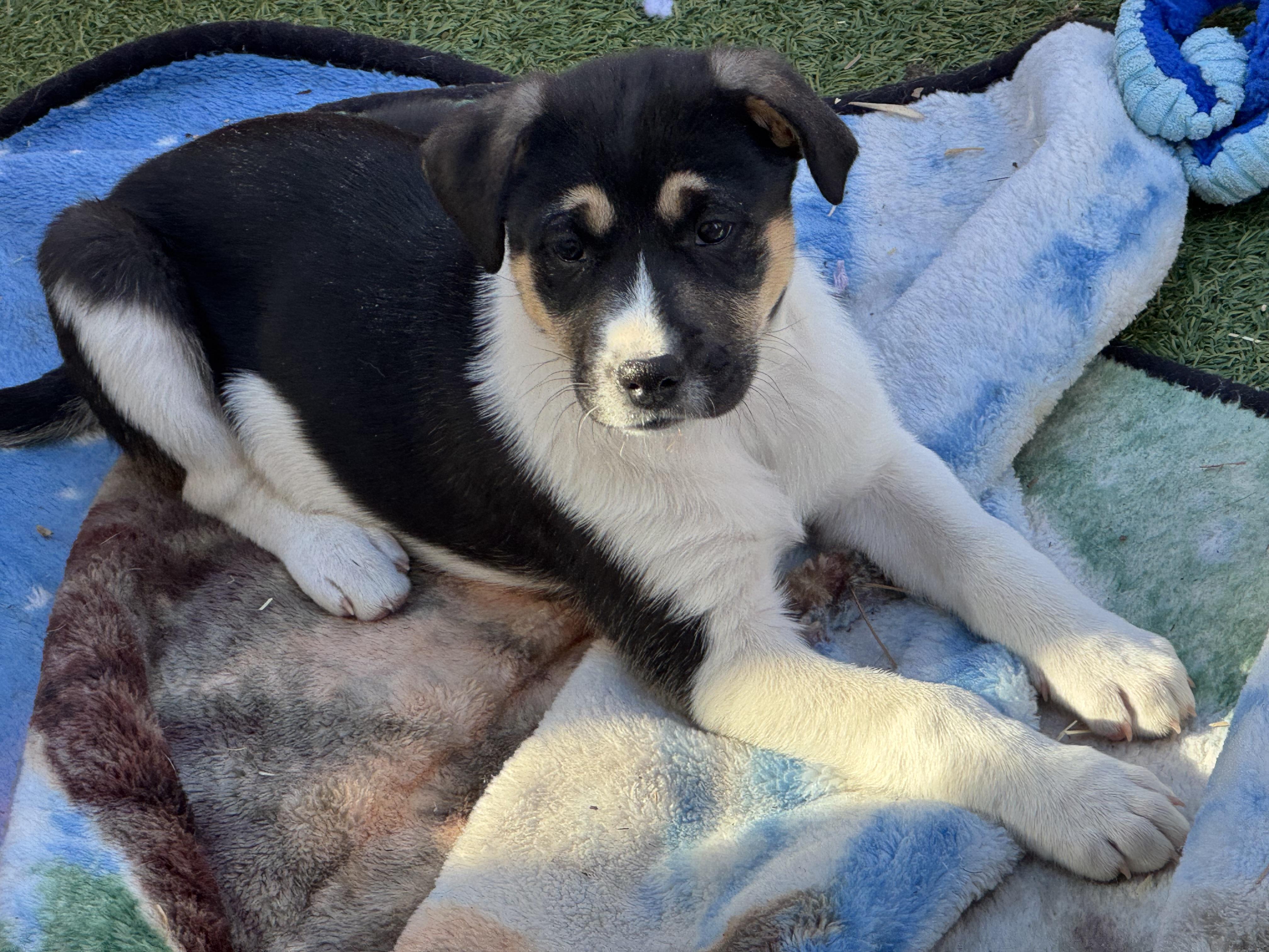 Ava , a ADOPTABLE mixed breed in Denver, CO image 4/6