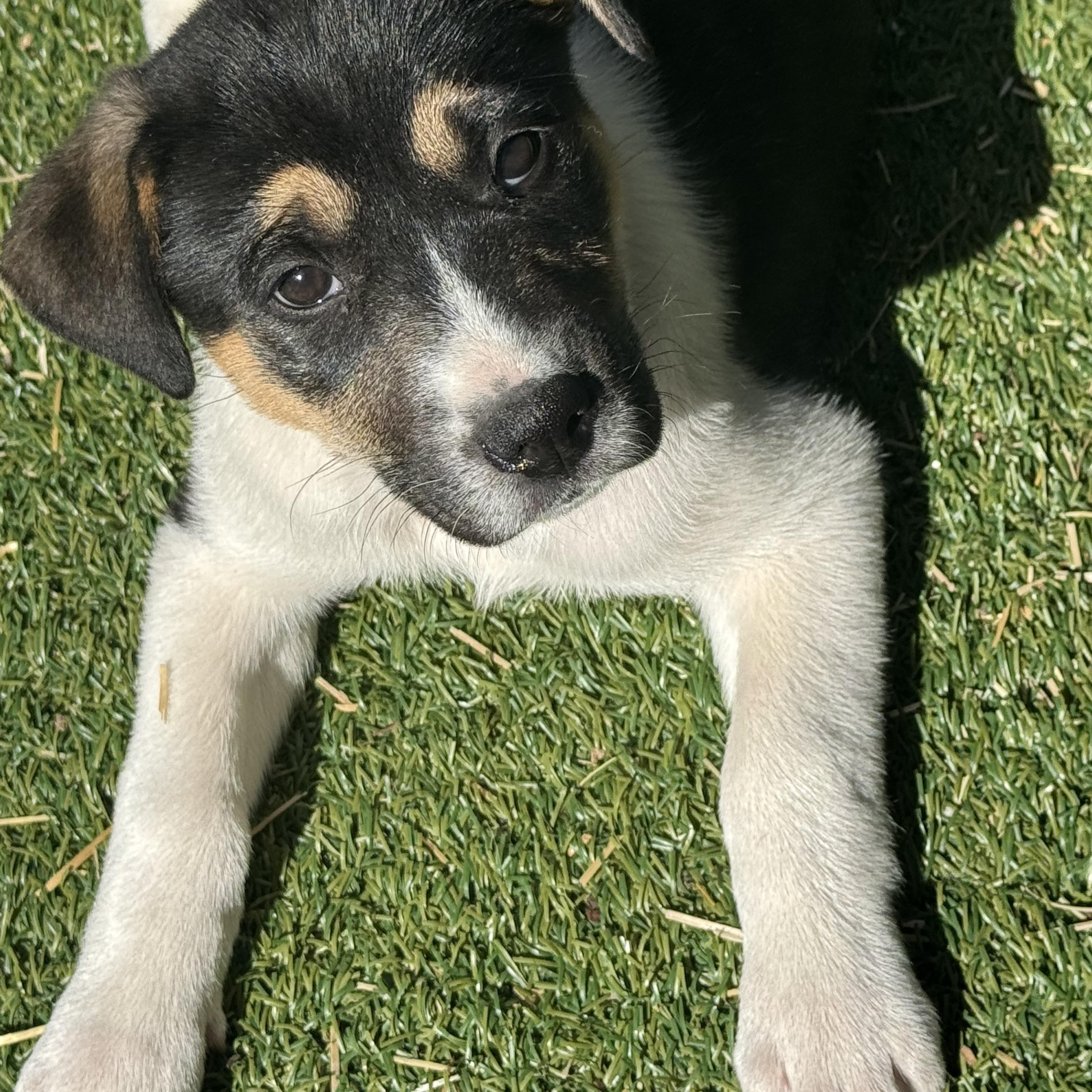 Ava , ADOPTABLE, Puppy Female Australian Shepherd & Rottweiler.