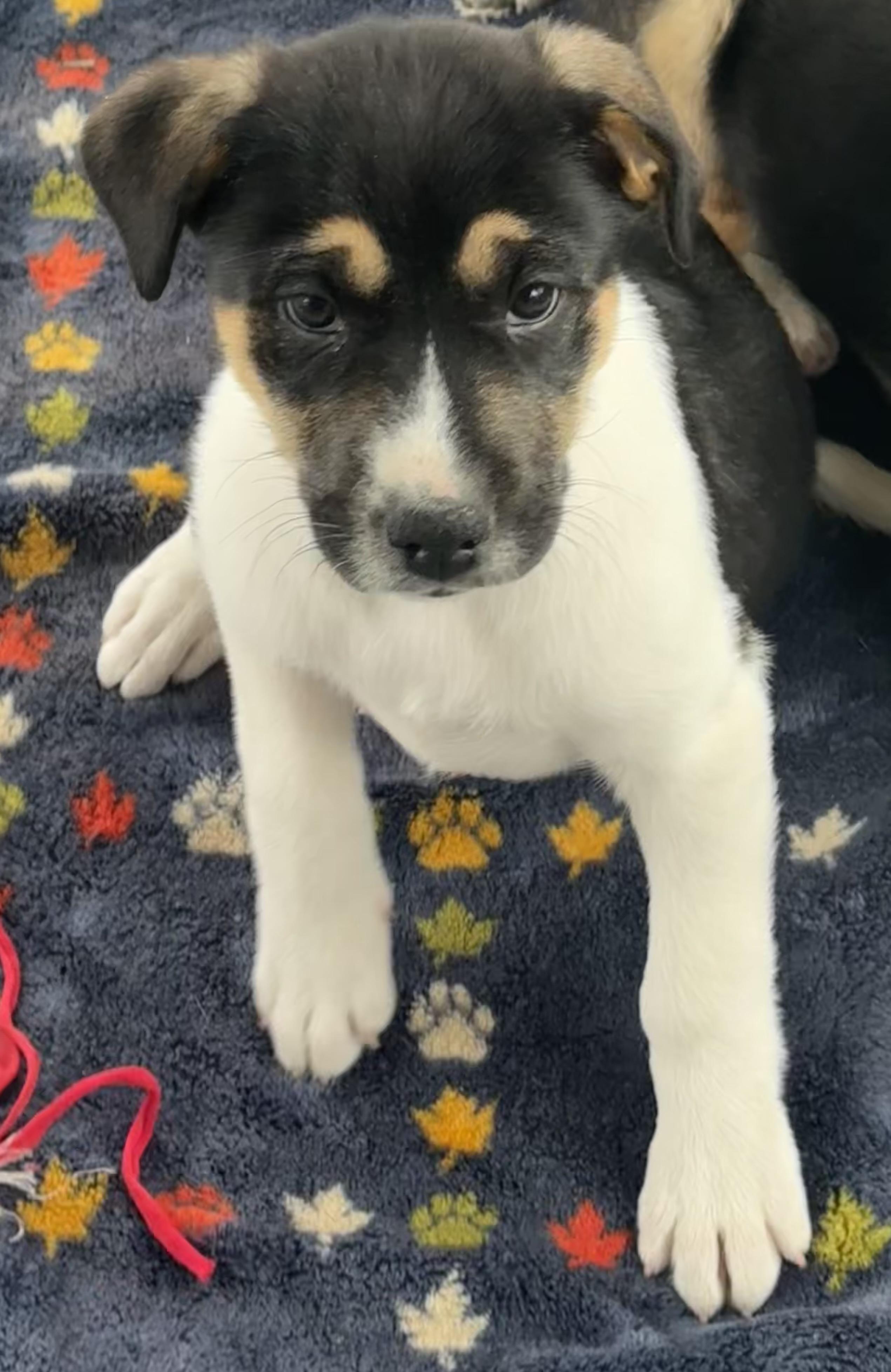 Ava , a ADOPTABLE mixed breed in Denver, CO image 2/6