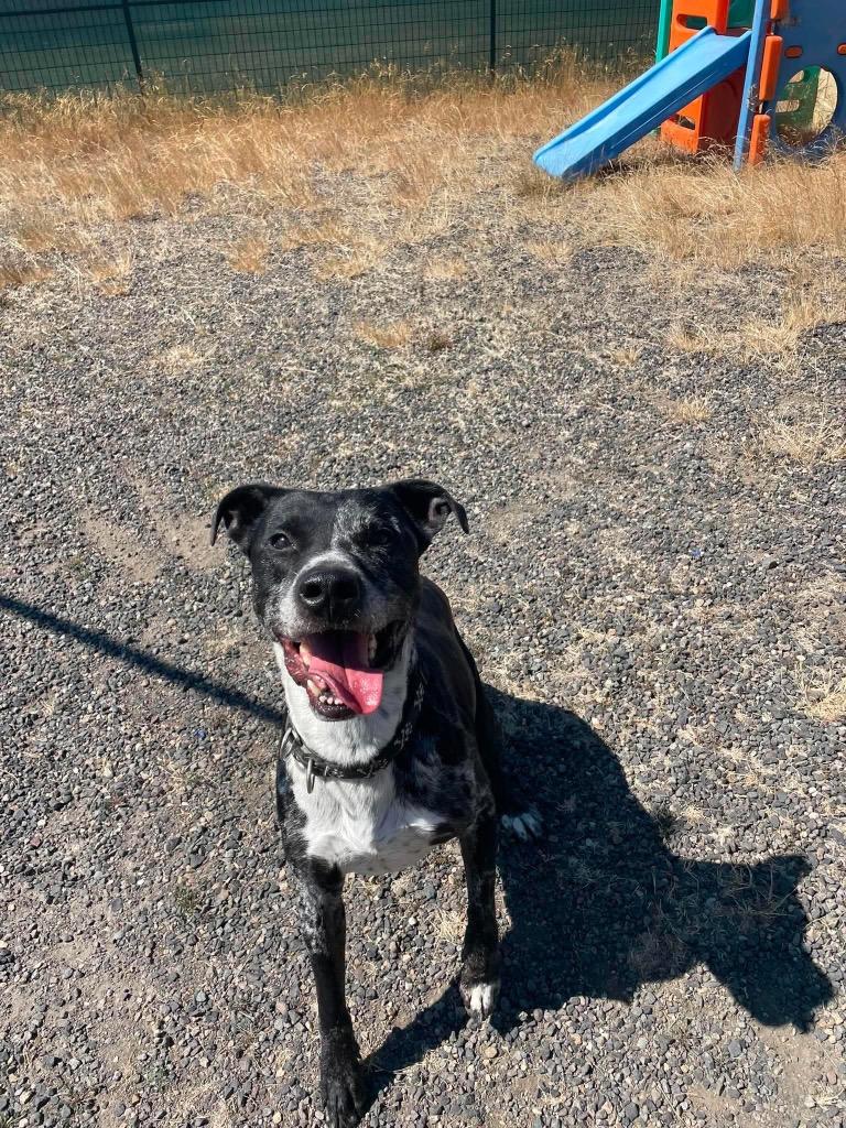 Rugar, Adoptable, Adult Male Catahoula Leopard Dog & Mixed Breed.