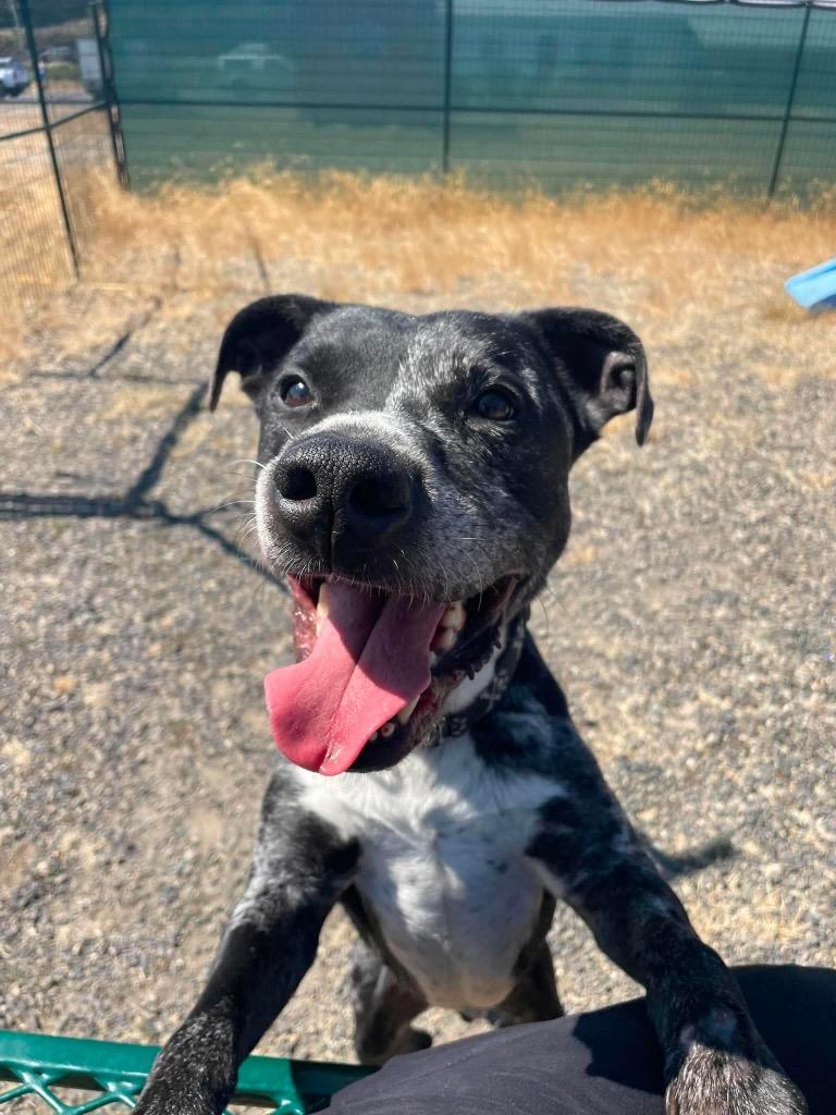 Enlarge Rugar, a Adoptable mixed breed in St. Helens, OR image 2/3