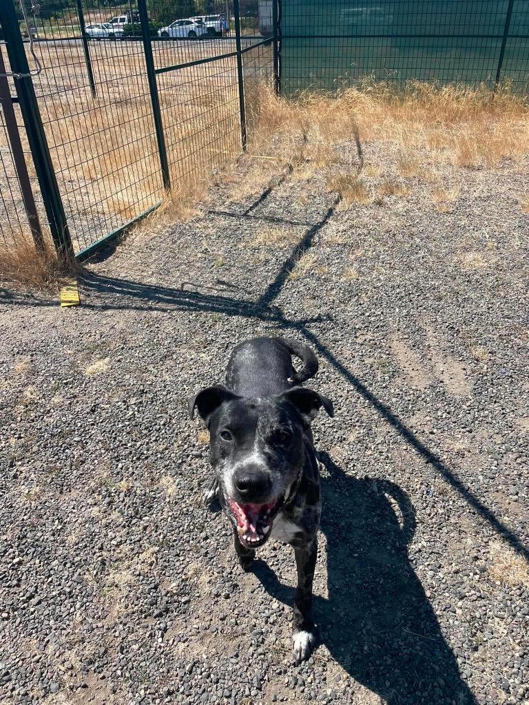 Enlarge Rugar, a Adoptable mixed breed in St. Helens, OR image 3/3