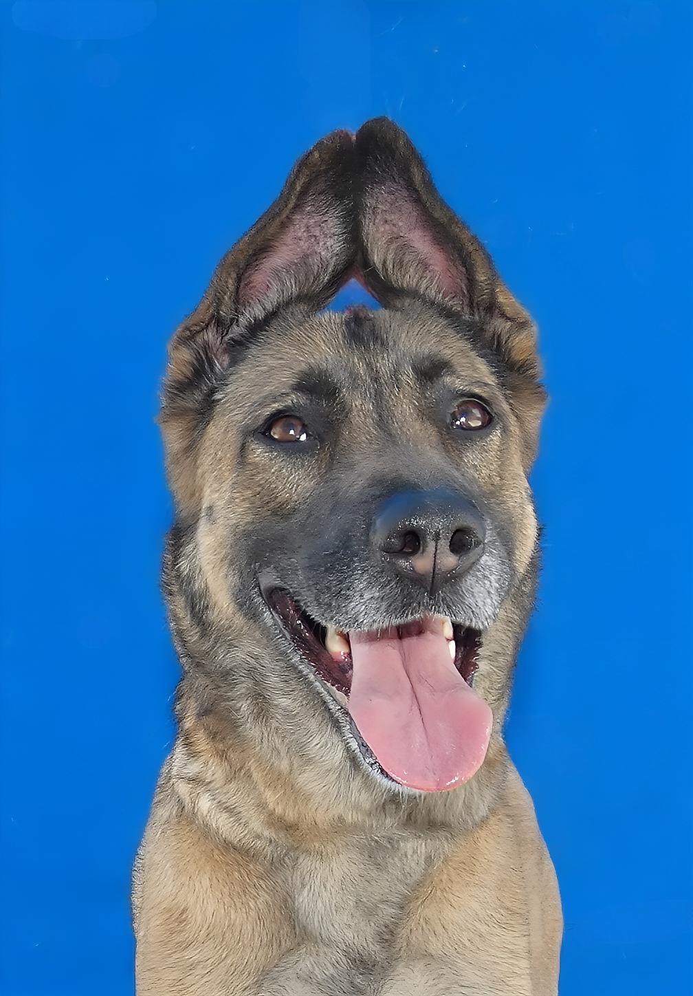 ROSE, Adoptable, Adult Female German Shepherd Dog.