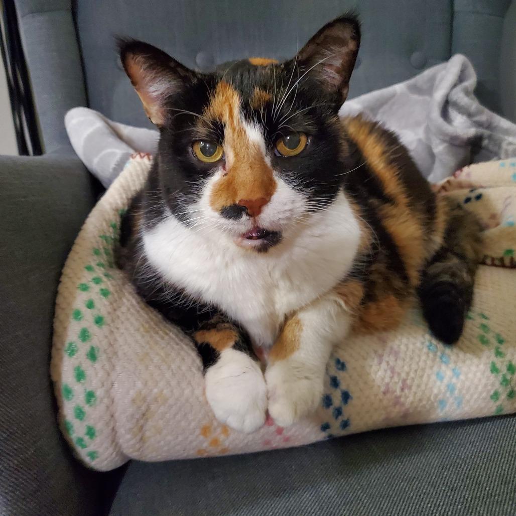 Missee, Adoptable, Senior Female Domestic Short Hair.