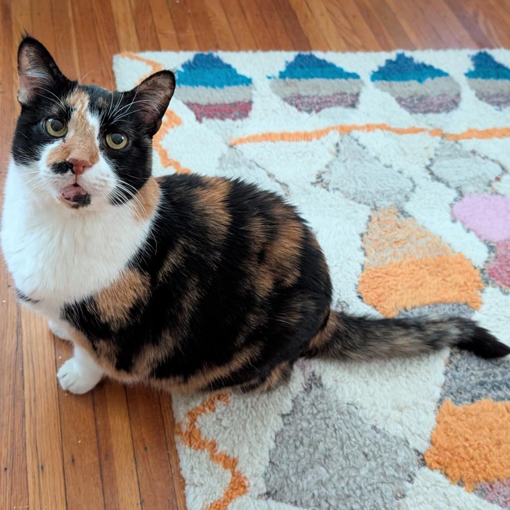 Enlarge Missee, a Adoptable Domestic Short Hair in Philadelphia, PA image 2/5