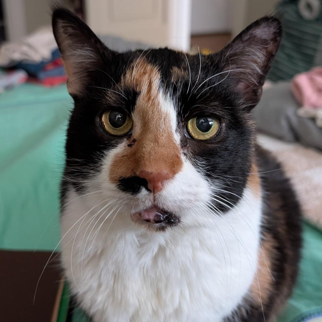 Enlarge Missee, a Adoptable Domestic Short Hair in Philadelphia, PA image 4/5