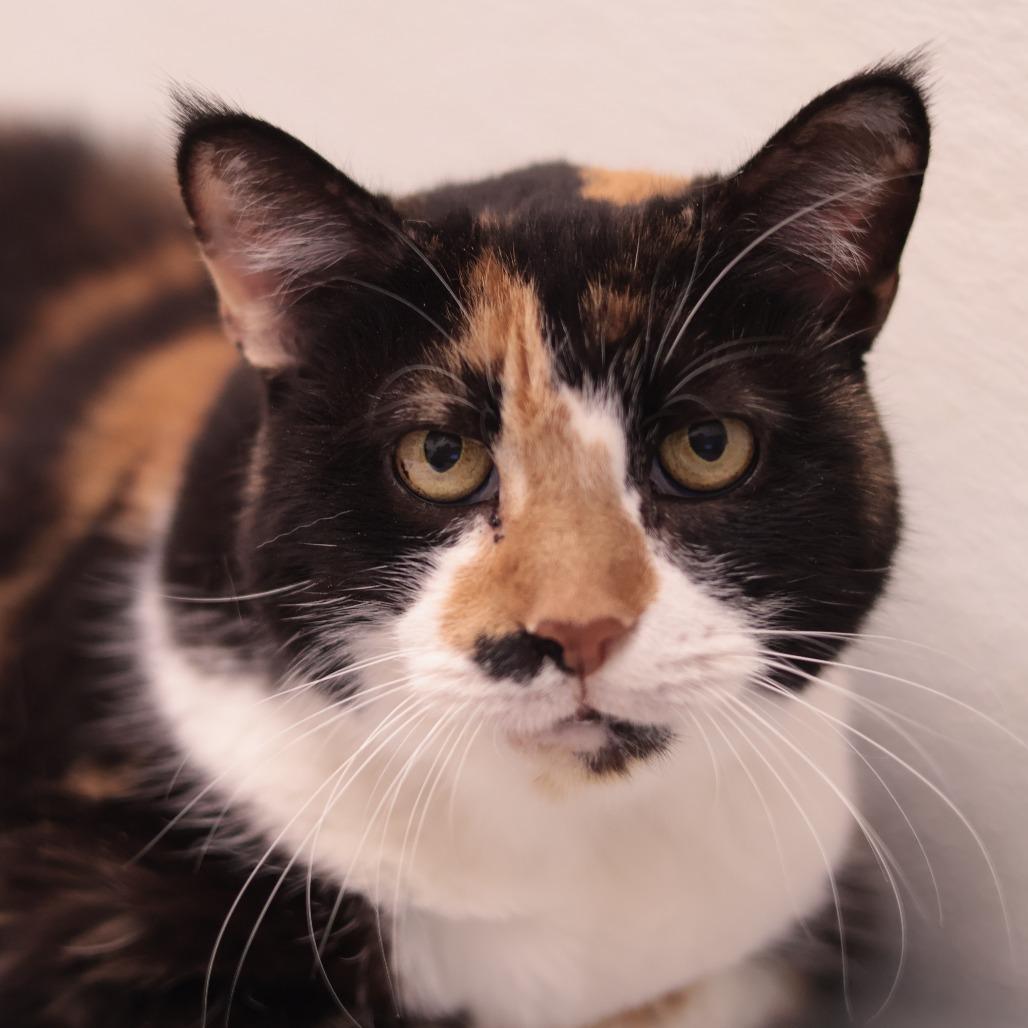Enlarge Missee, a Adoptable Domestic Short Hair in Philadelphia, PA image 5/5