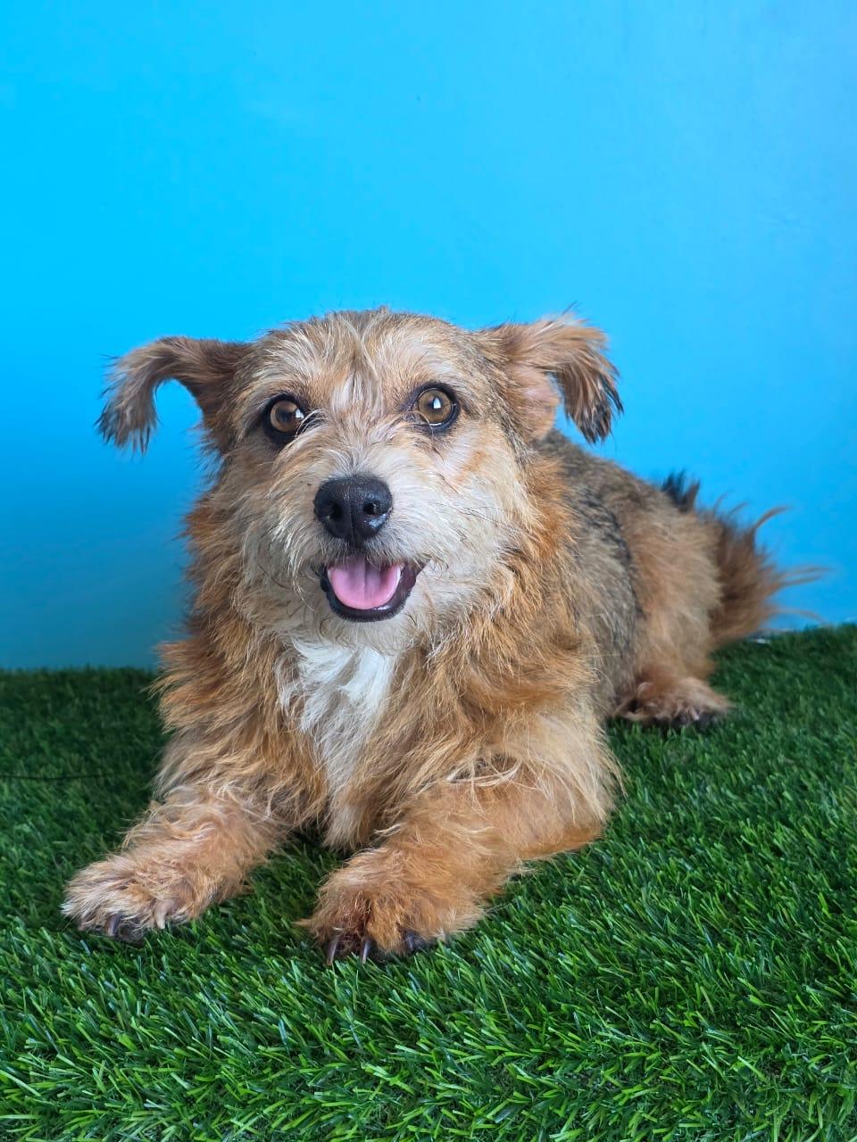 Enlarge Benicio, a Adopted Norwich Terrier in Tijuana, BCN image 6/6