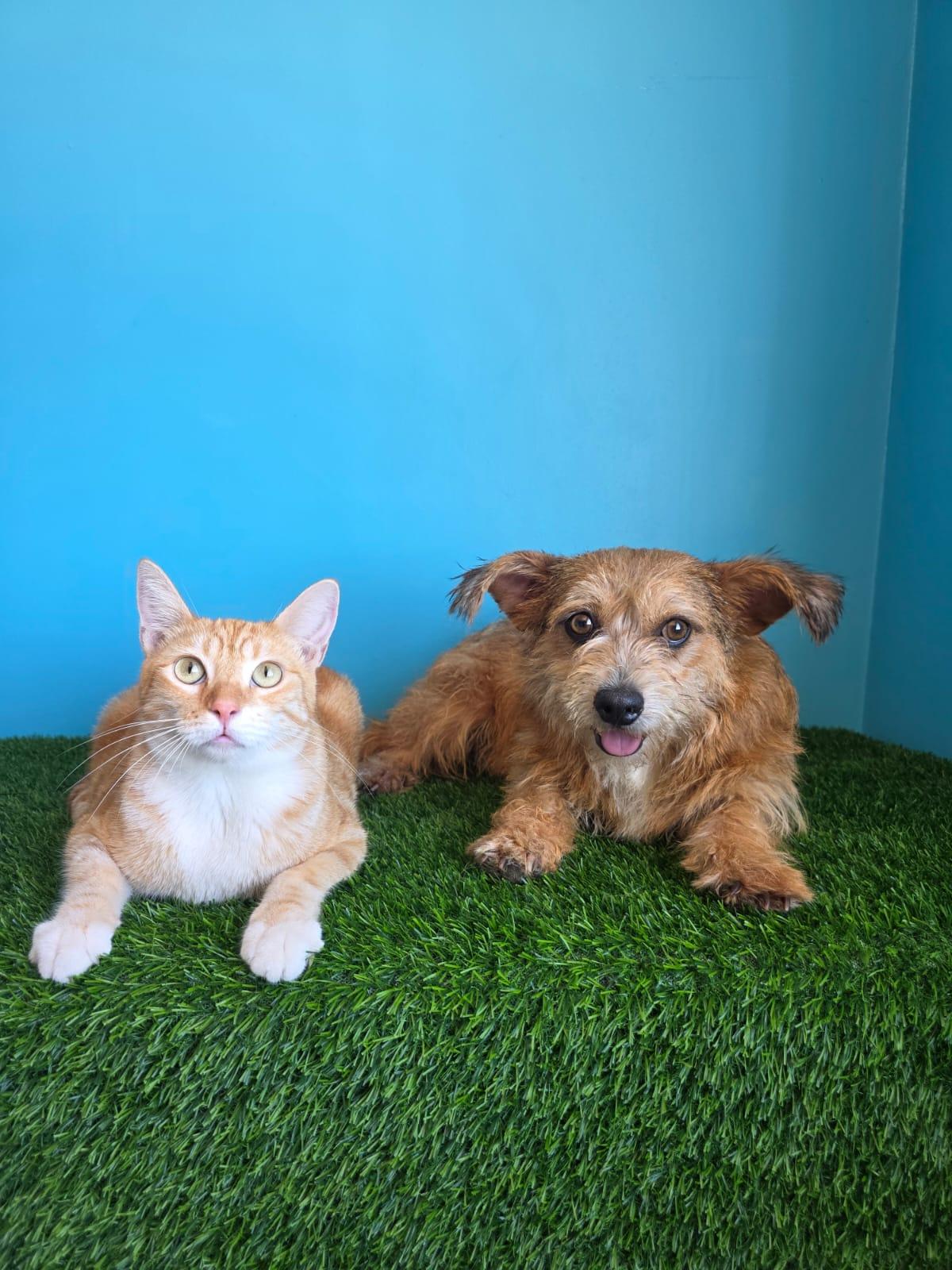 Enlarge Benicio, a Adopted Norwich Terrier in Tijuana, BCN image 2/6