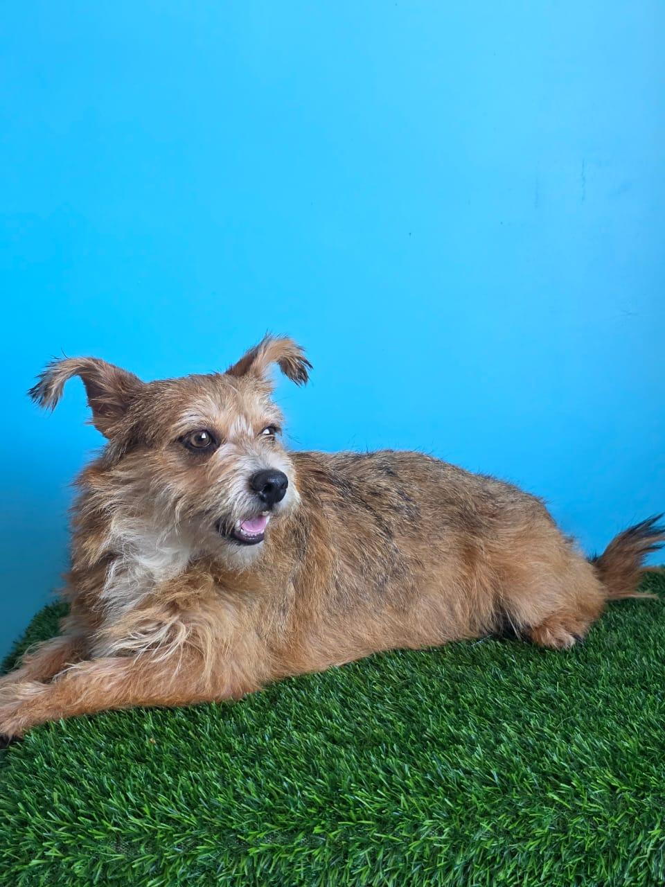 Enlarge Benicio, a Adopted Norwich Terrier in Tijuana, BCN image 4/6