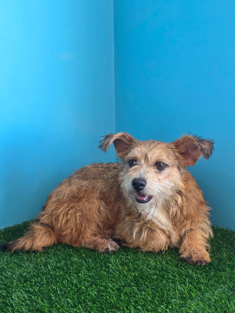 Enlarge Benicio, a Adopted Norwich Terrier in Tijuana, BCN image 3/6