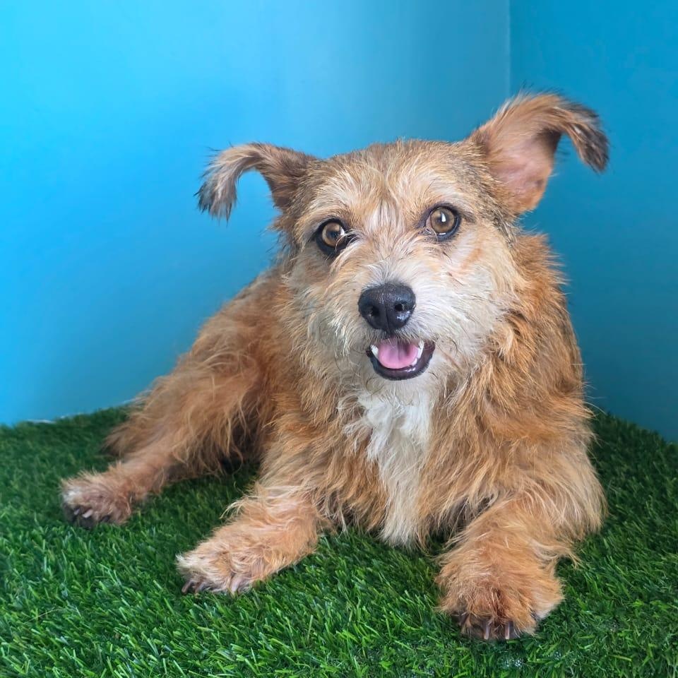 Enlarge Benicio, a Adopted Norwich Terrier in Tijuana, BCN image 1/6