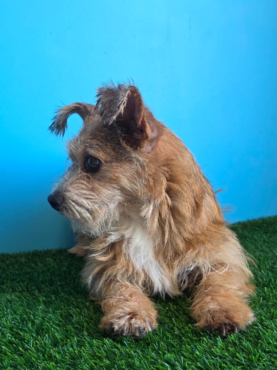 Enlarge Benicio, a Adopted Norwich Terrier in Tijuana, BCN image 5/6