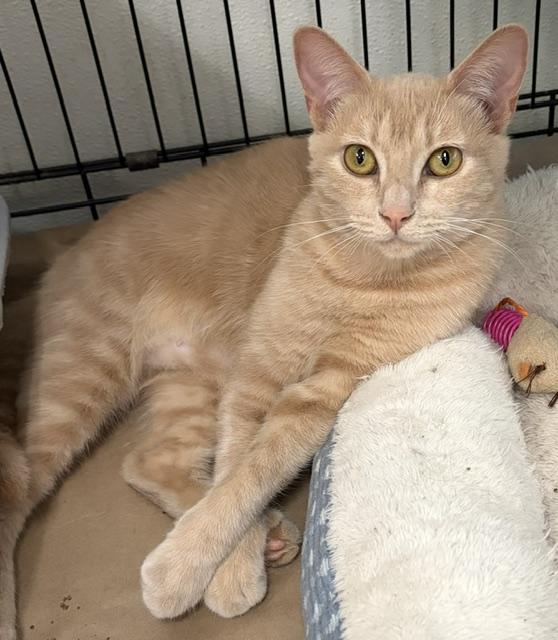 Meg, Adopted, Young Female Domestic Short Hair.