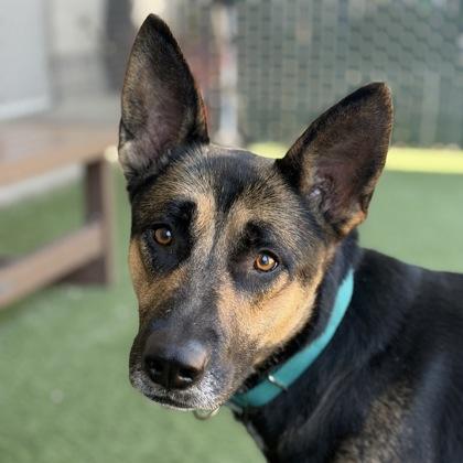 Pepper, ADOPTABLE, Young Female German Shepherd Dog.