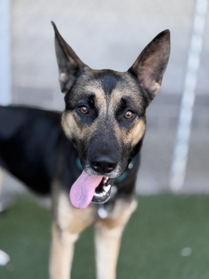 Pepper, a ADOPTABLE mixed breed in Sacramento, CA image 2/3