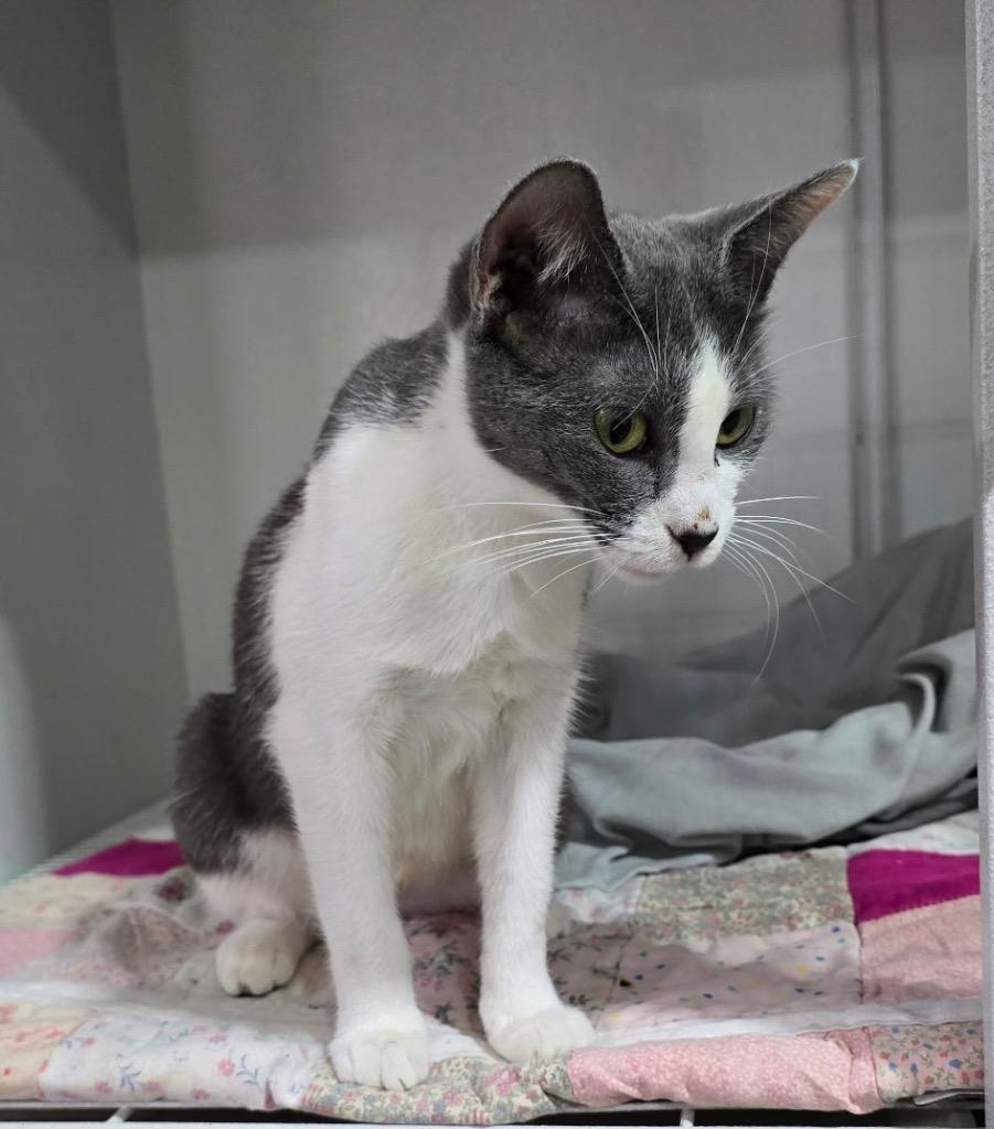 Enlarge Ash, a Adoptable mixed breed in Kell, IL image 1/1