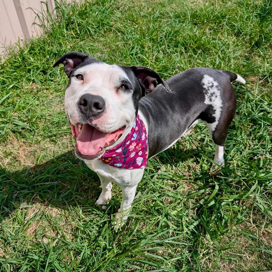 Perdita, Adoptable, Adult Female American Staffordshire Terrier & Great Dane.