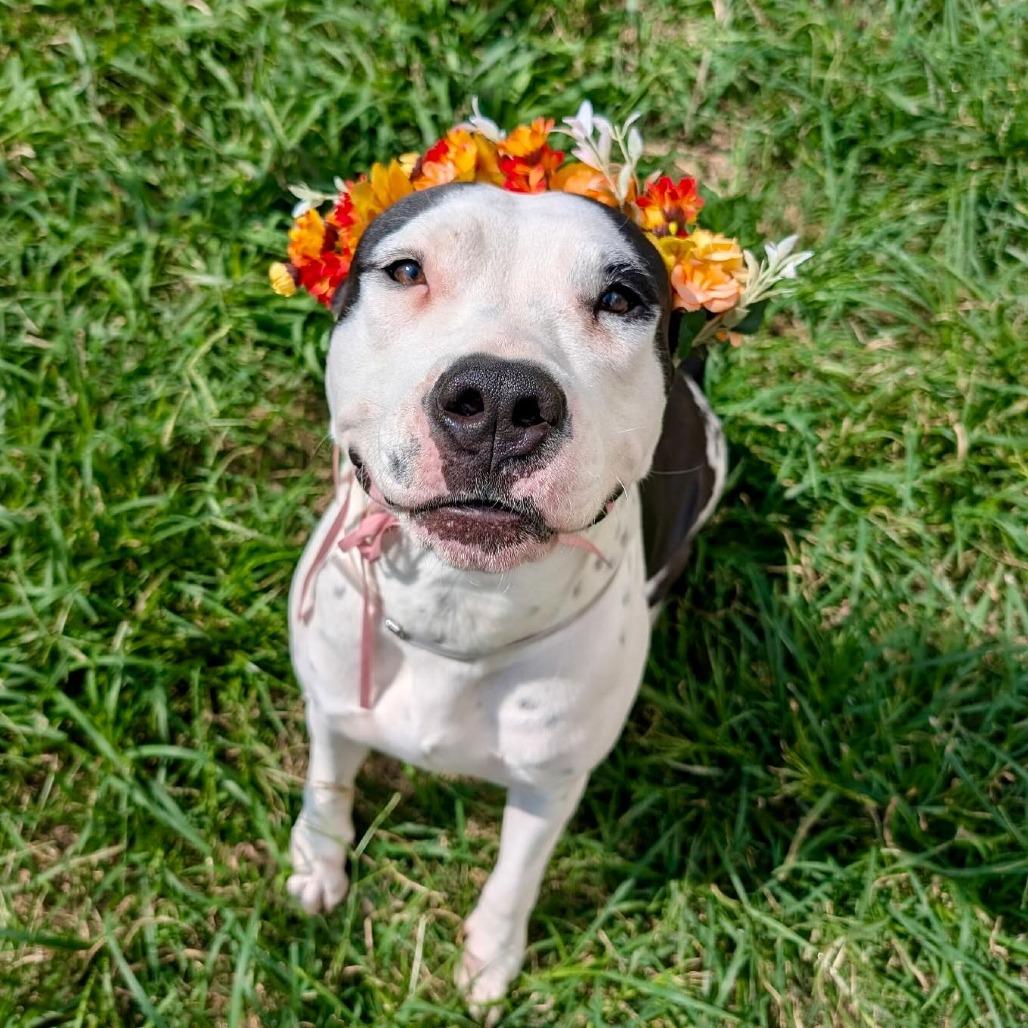 Perdita, a Adoptable mixed breed in Pittsburgh, PA image 4/6