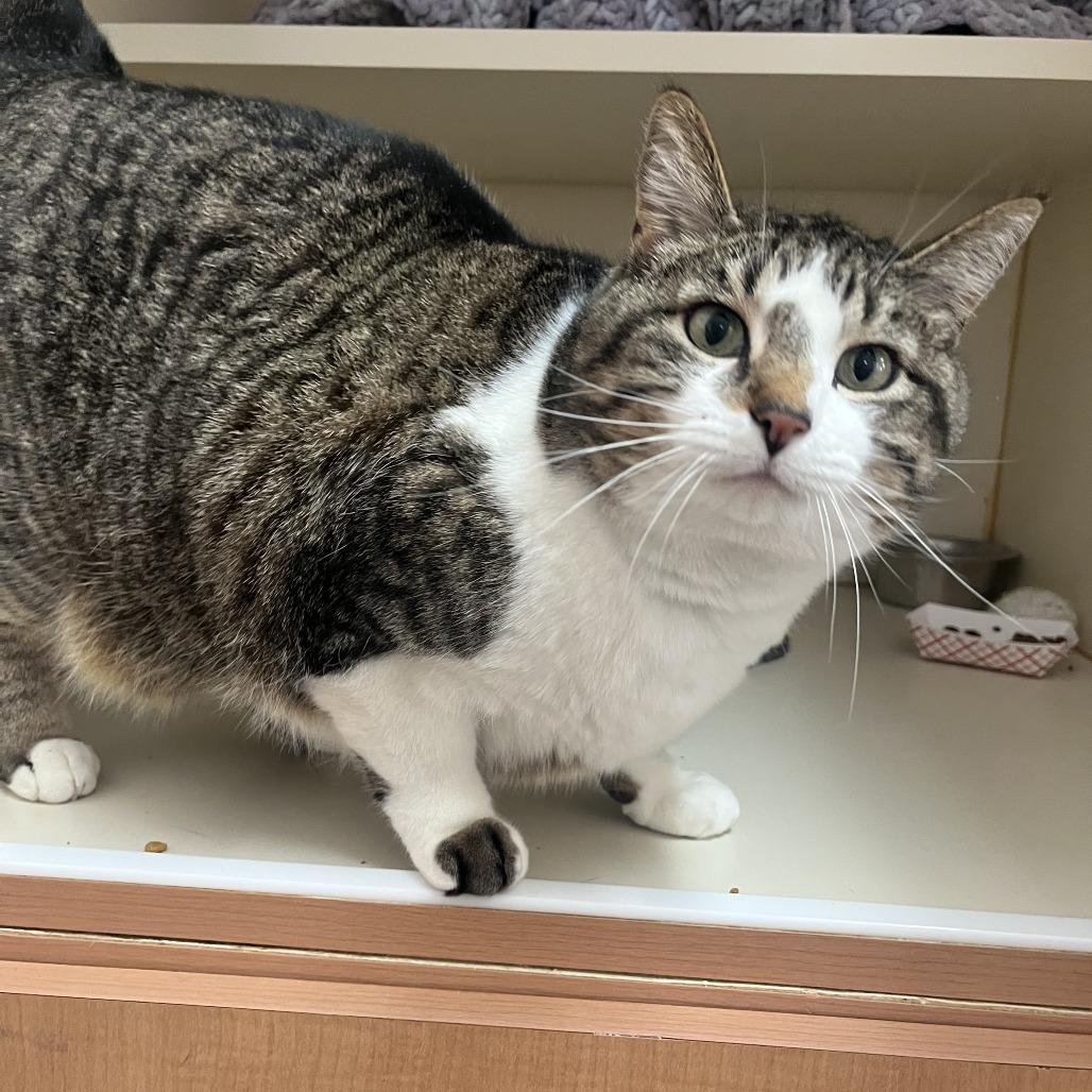 Enlarge Lowkey, a Adoptable Domestic Short Hair in Idaho Falls, ID image 1/3