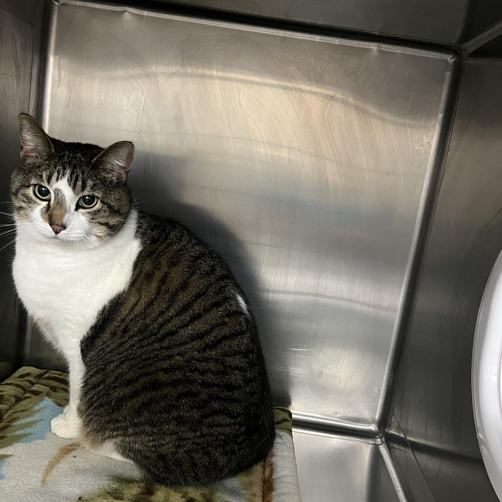 Enlarge Lowkey, a Adoptable Domestic Short Hair in Idaho Falls, ID image 2/3