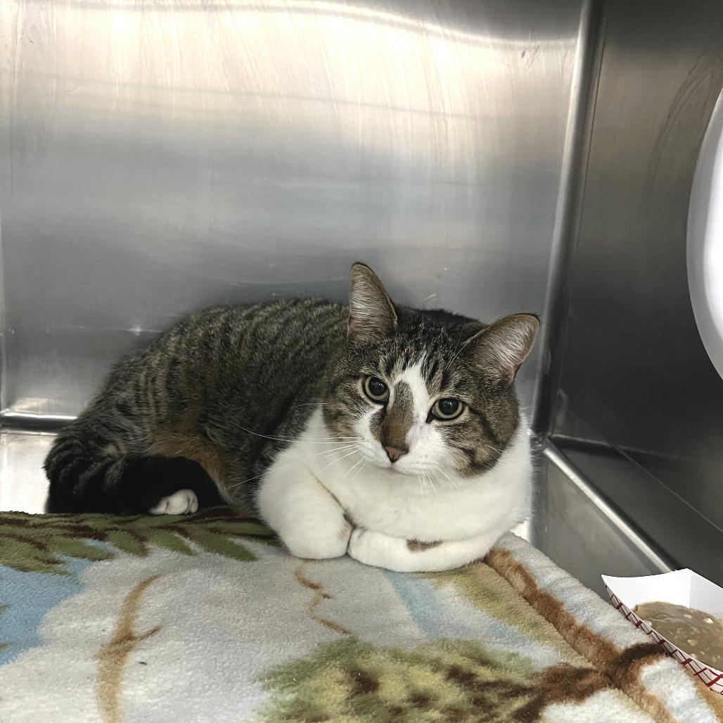 Enlarge Lowkey, a Adoptable Domestic Short Hair in Idaho Falls, ID image 3/3