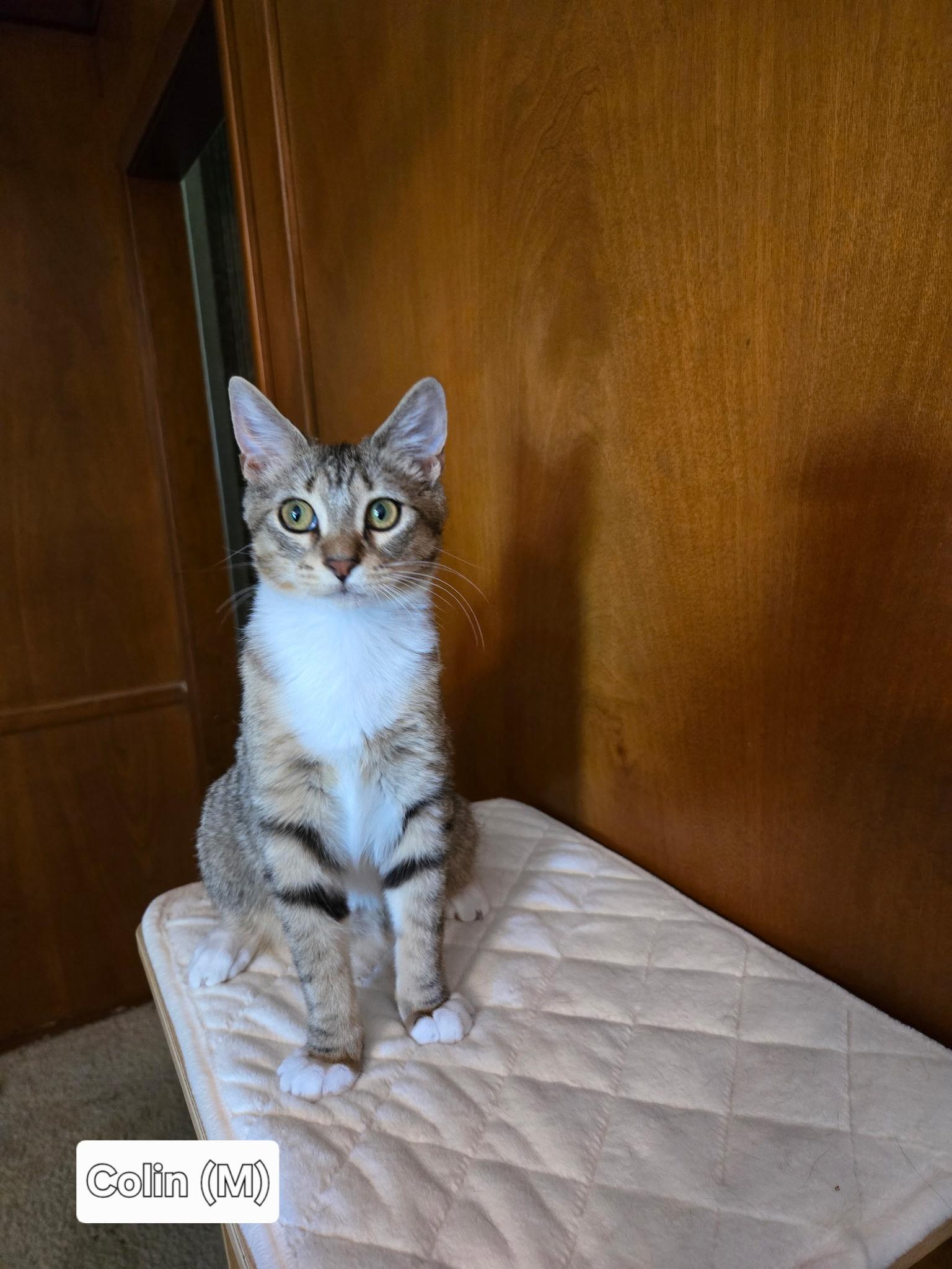 Colin, ADOPTABLE, Kitten Male Domestic Short Hair.